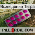 Возведение Тигра 09